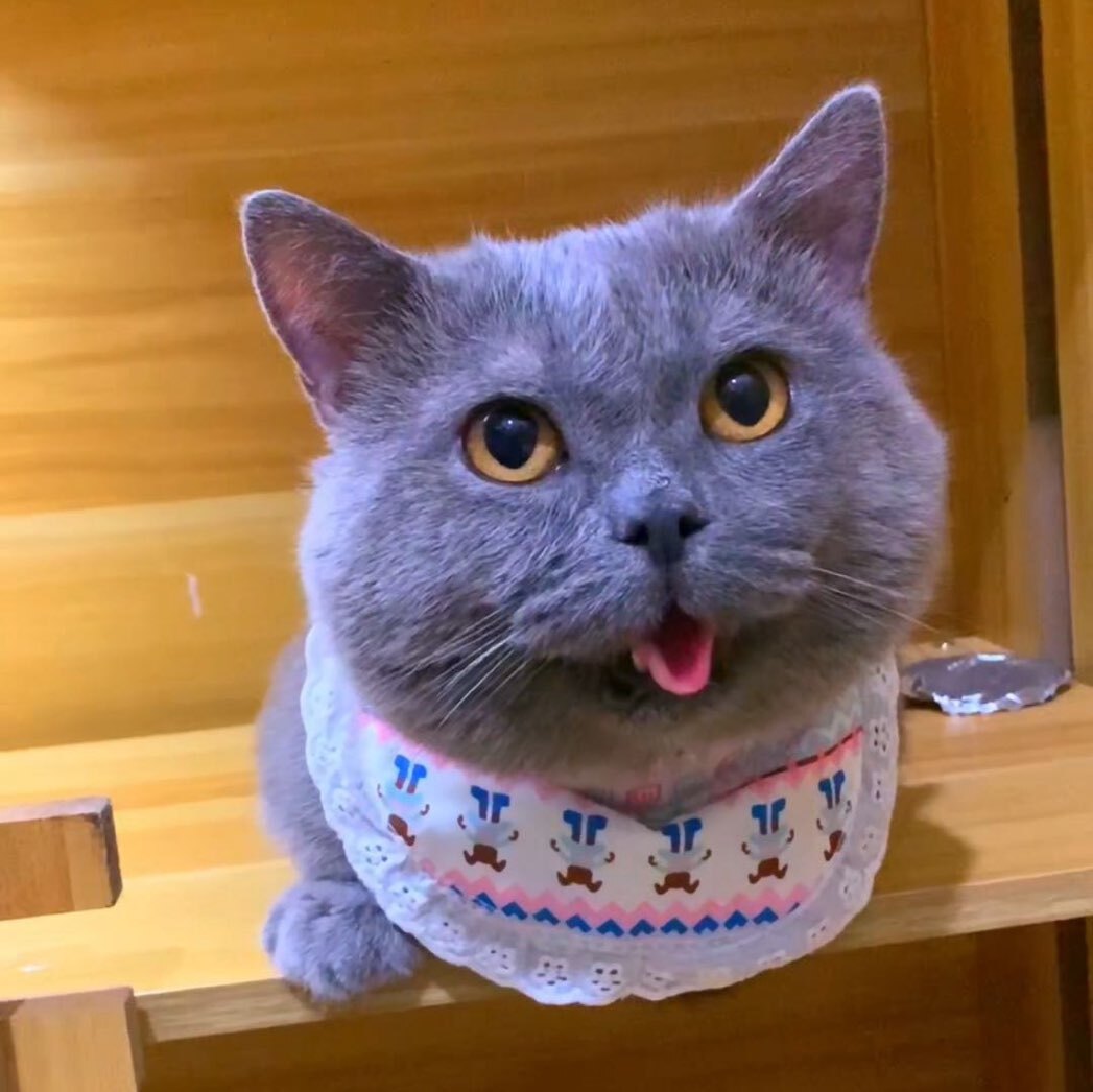 腿总矮脚蓝猫啊啊哦