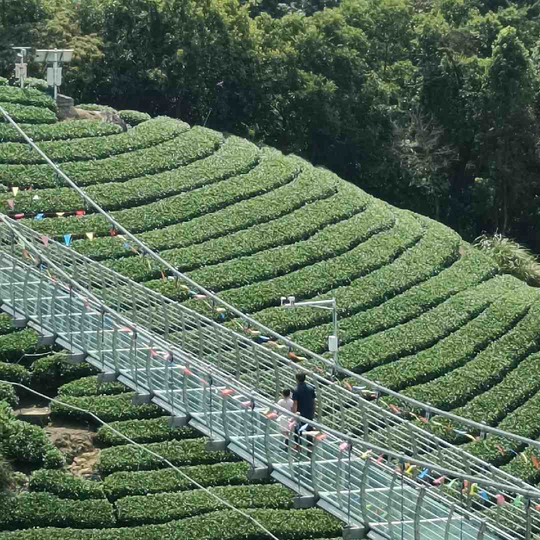 陈陈种菜记