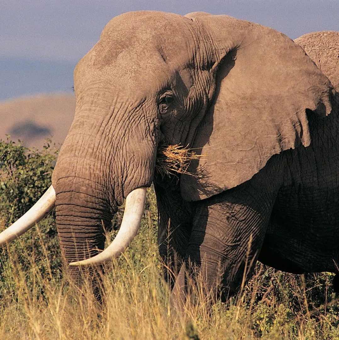 趣味的动物世界