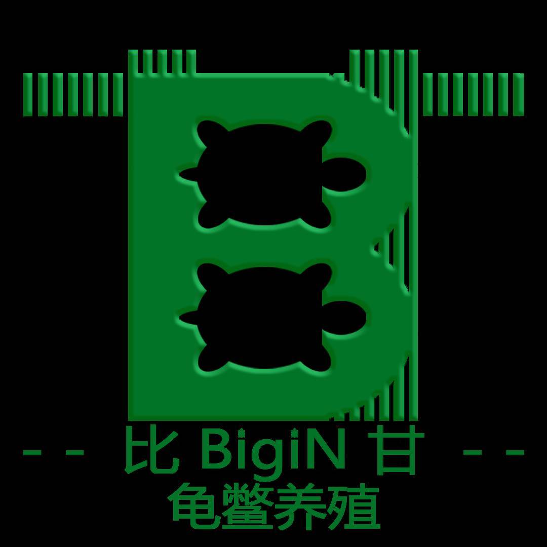 比甘的小乌龟