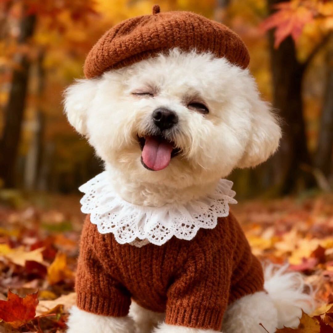 奶茶是只泰迪熊