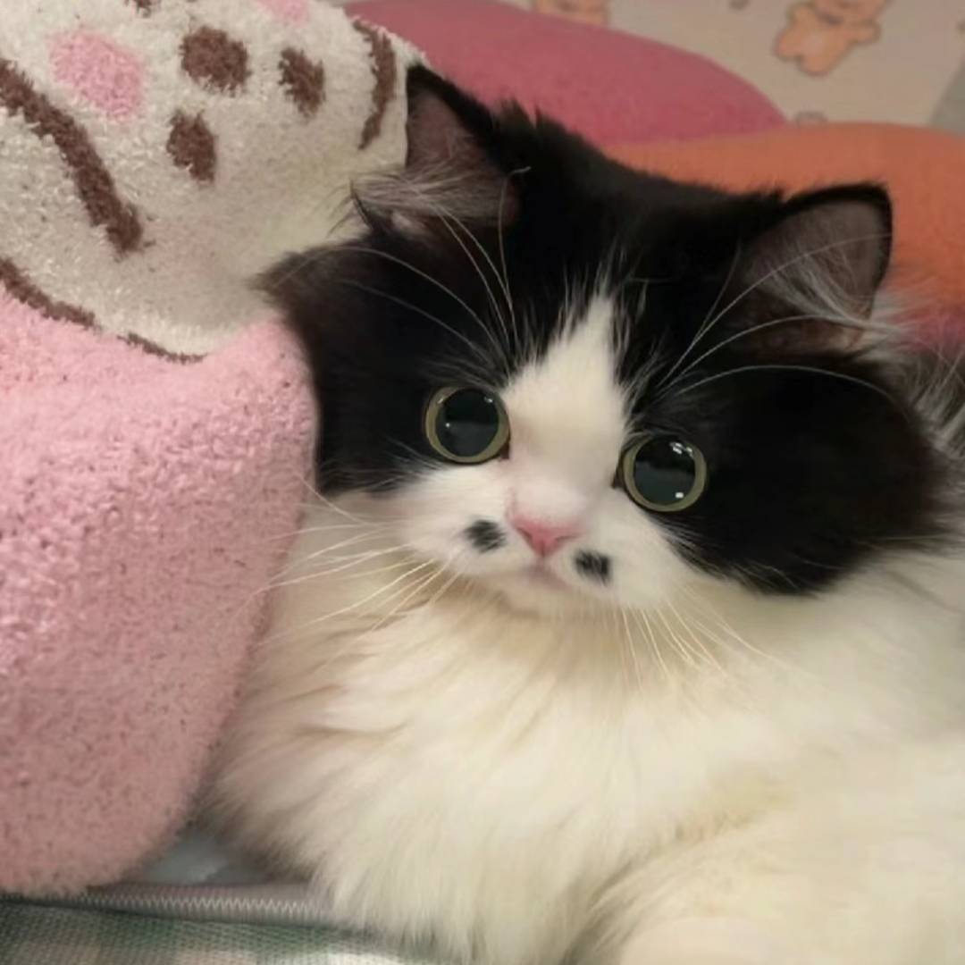 小比噶子