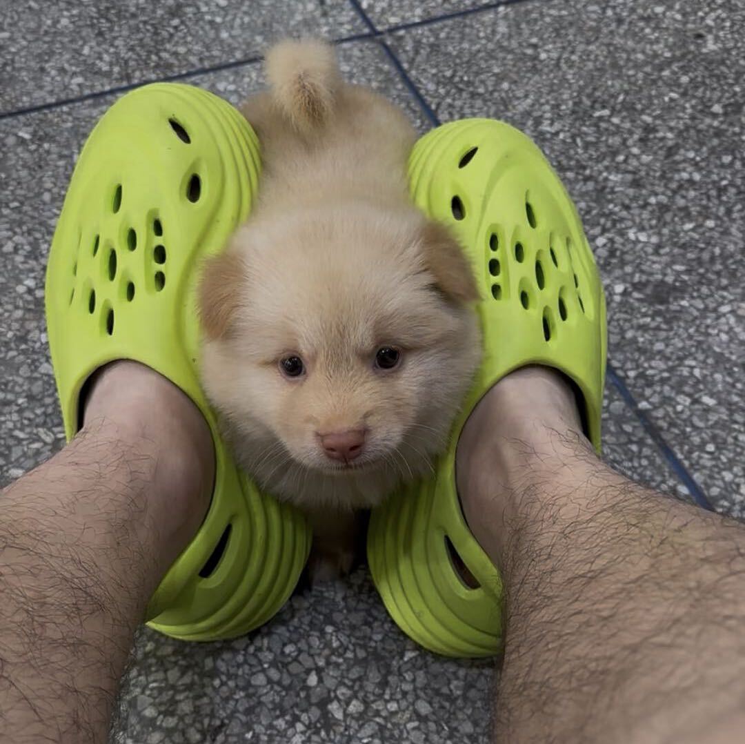 狗米日记