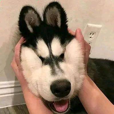 Canineboos