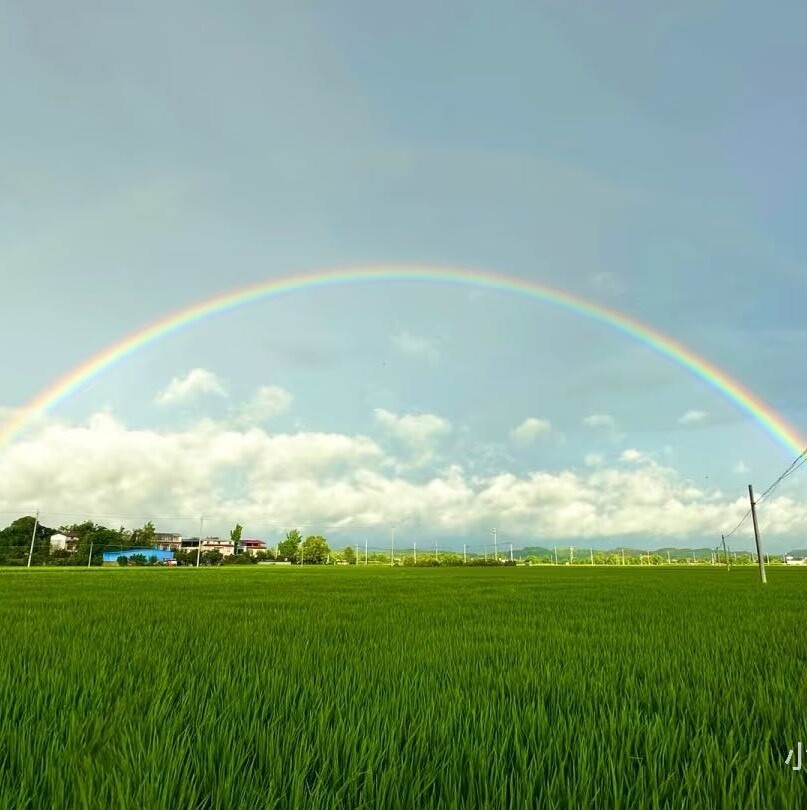 小麦高产种植大强
