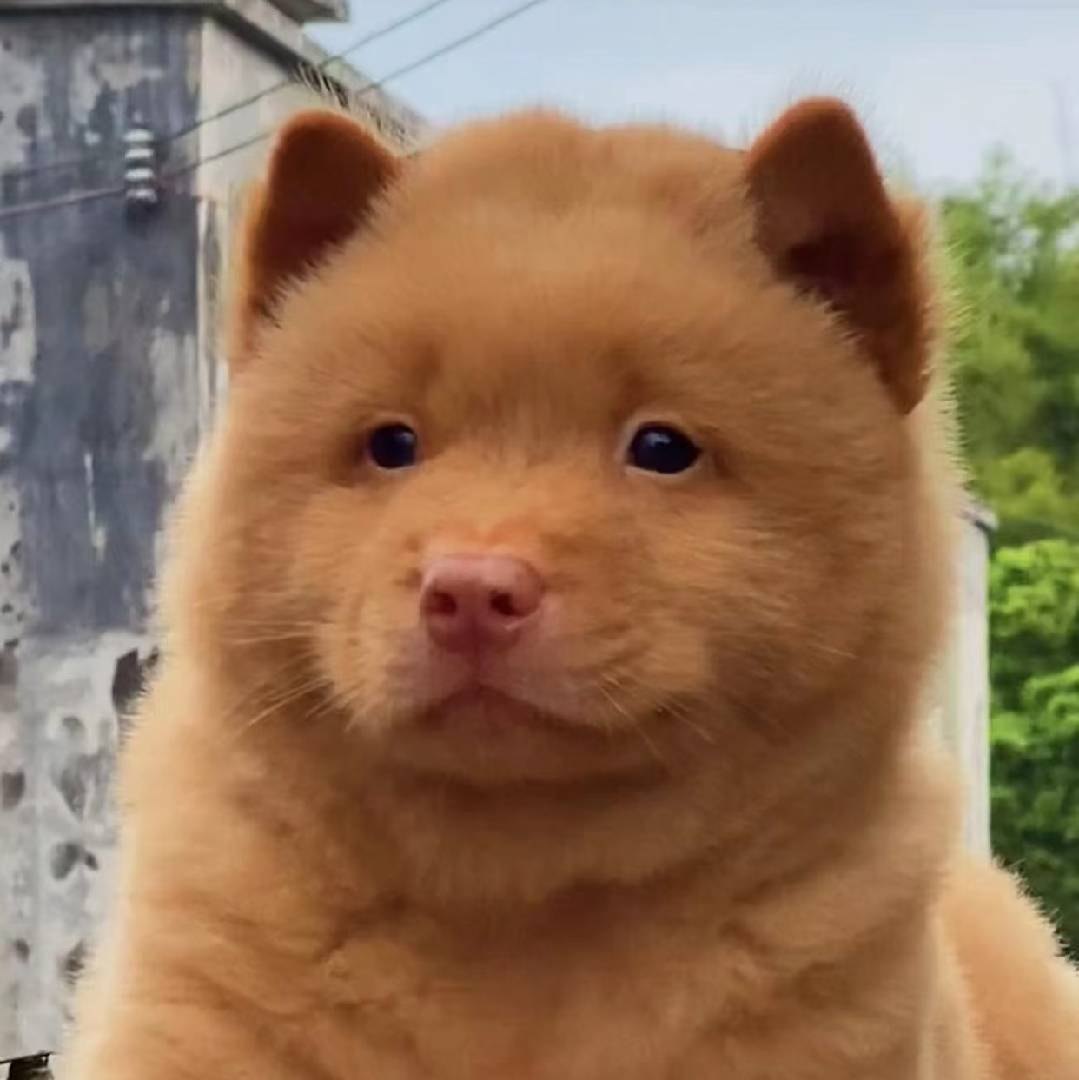 Chinese田园犬