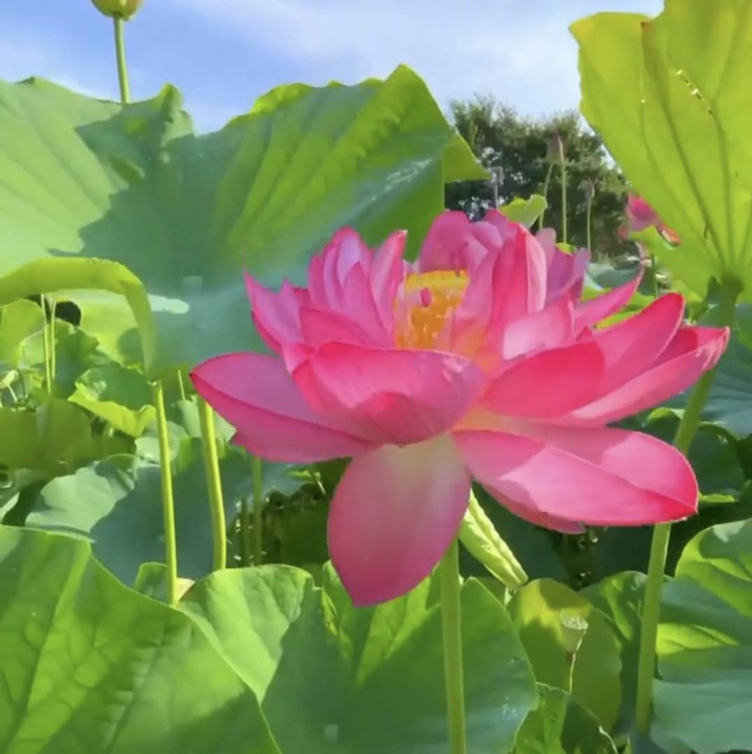 悲倘名学