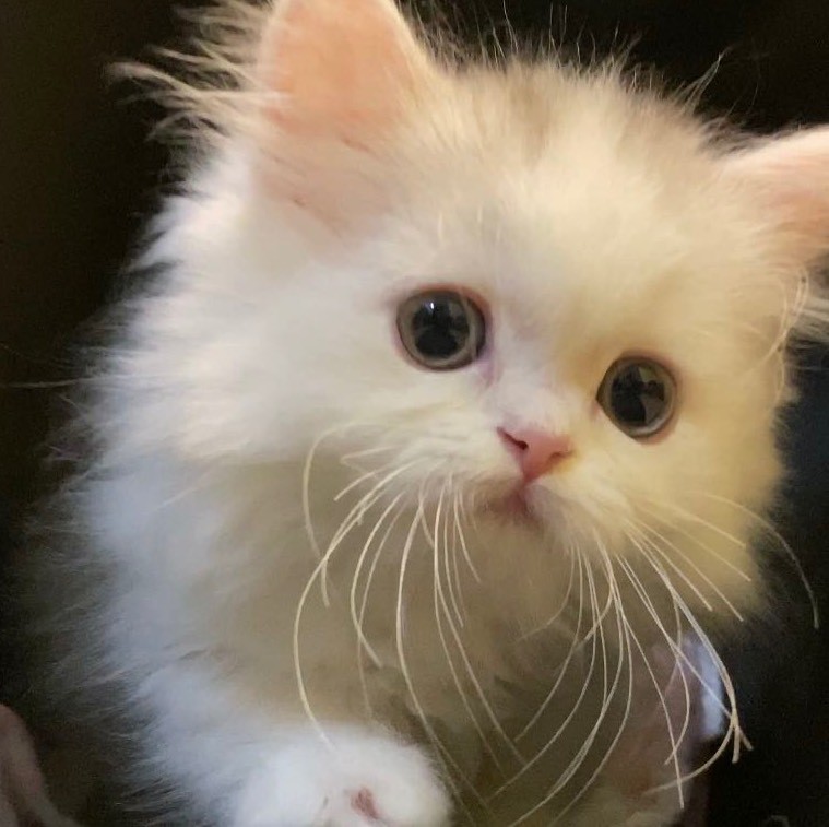 不秃头的小扶蝶