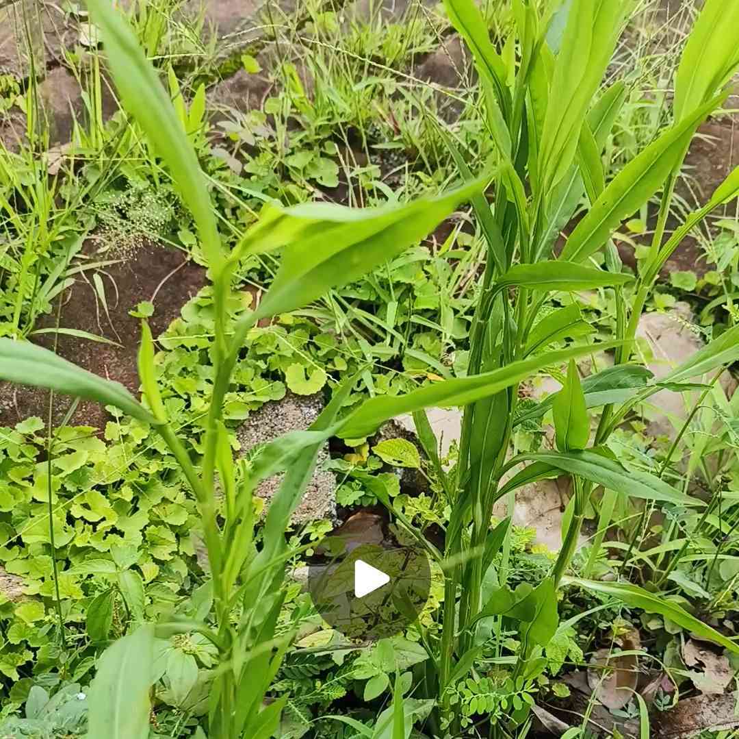 寻觅乡下百草