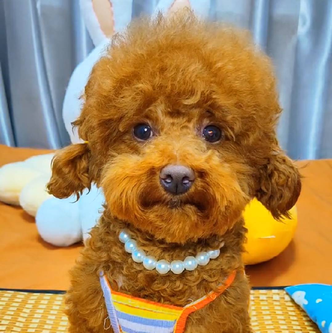 小旺财与小苹果