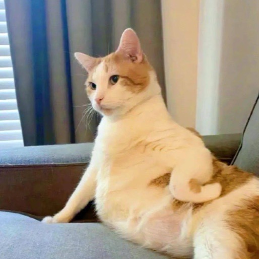 猫meme时刻