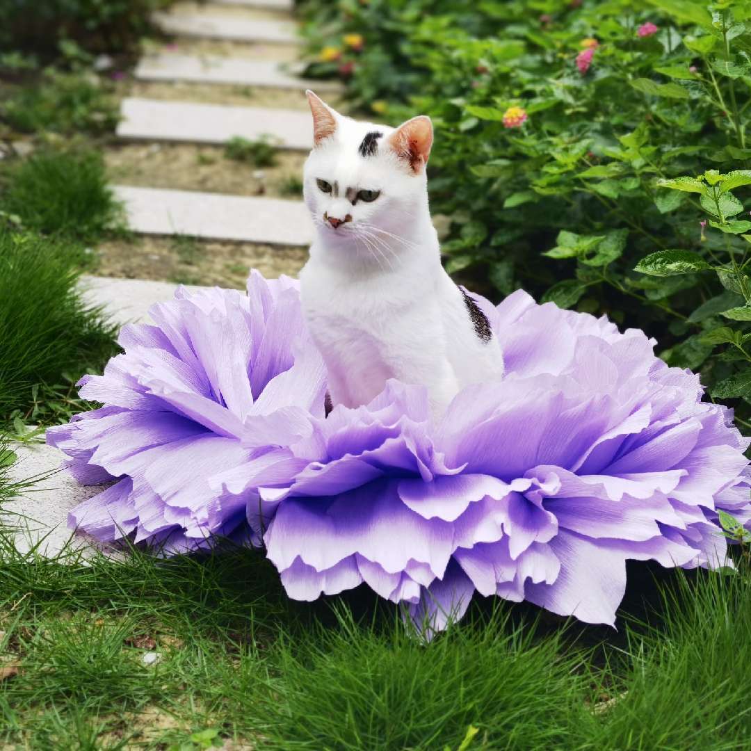 领养之家救助后续