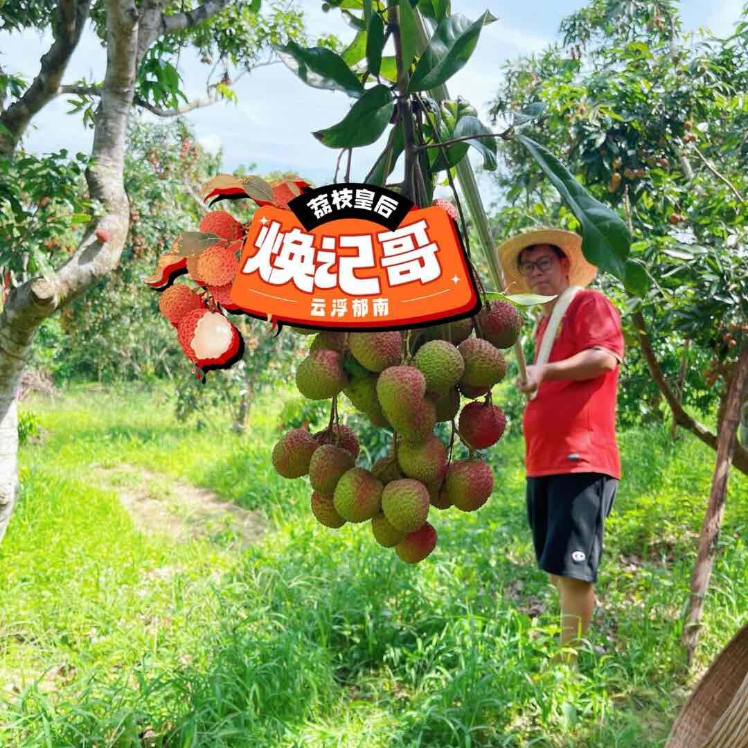 荔枝皇后云浮焕记哥