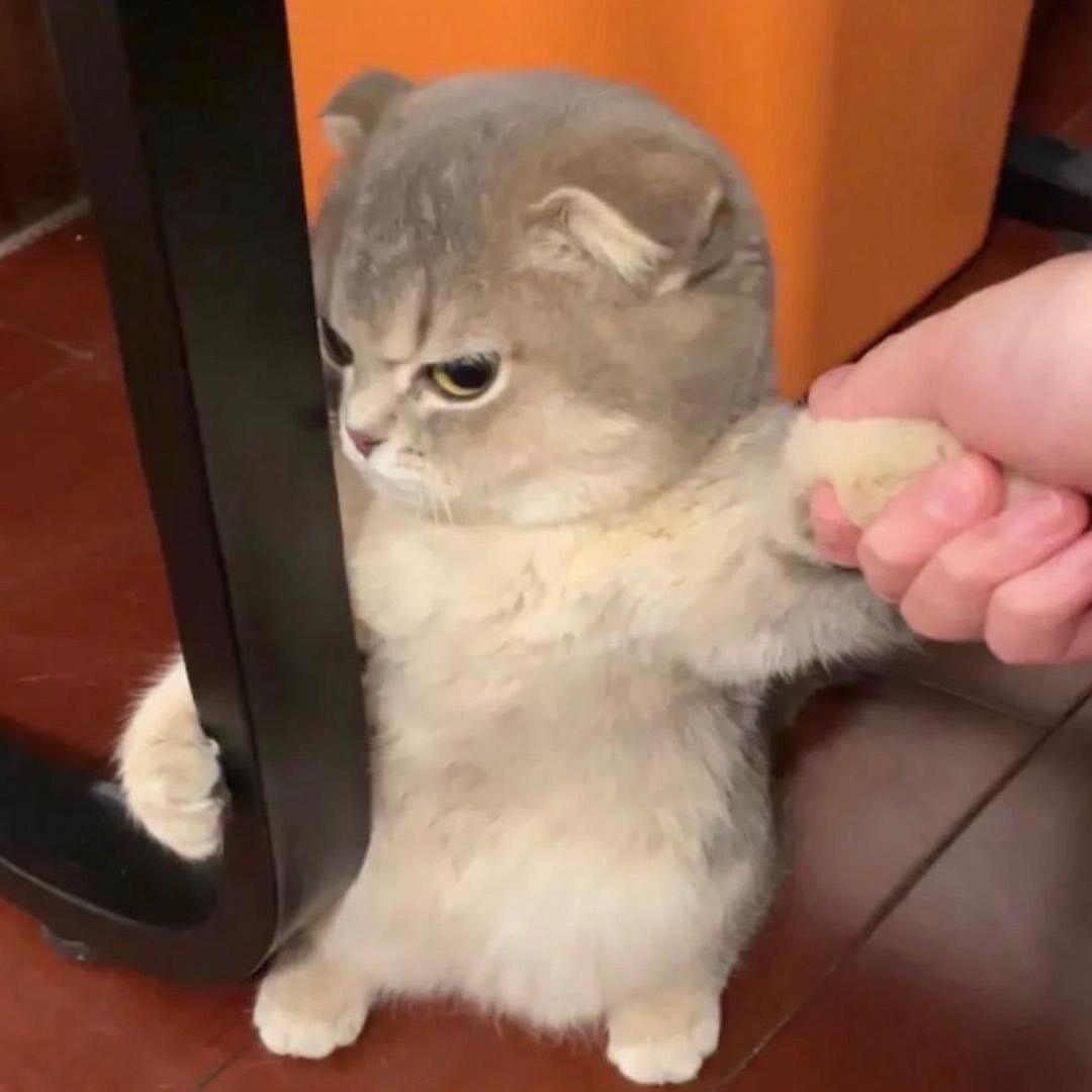 家有萌宠吖3