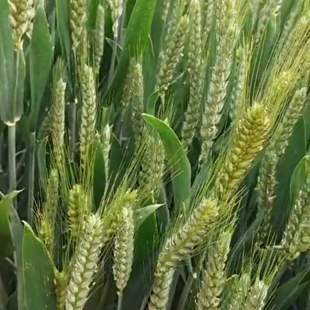 药材百蕊草种植与回收