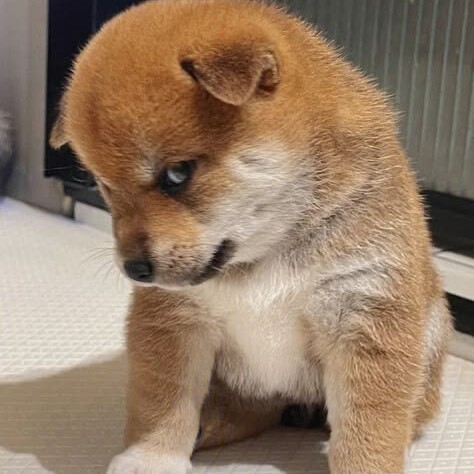 软萌小宇宙