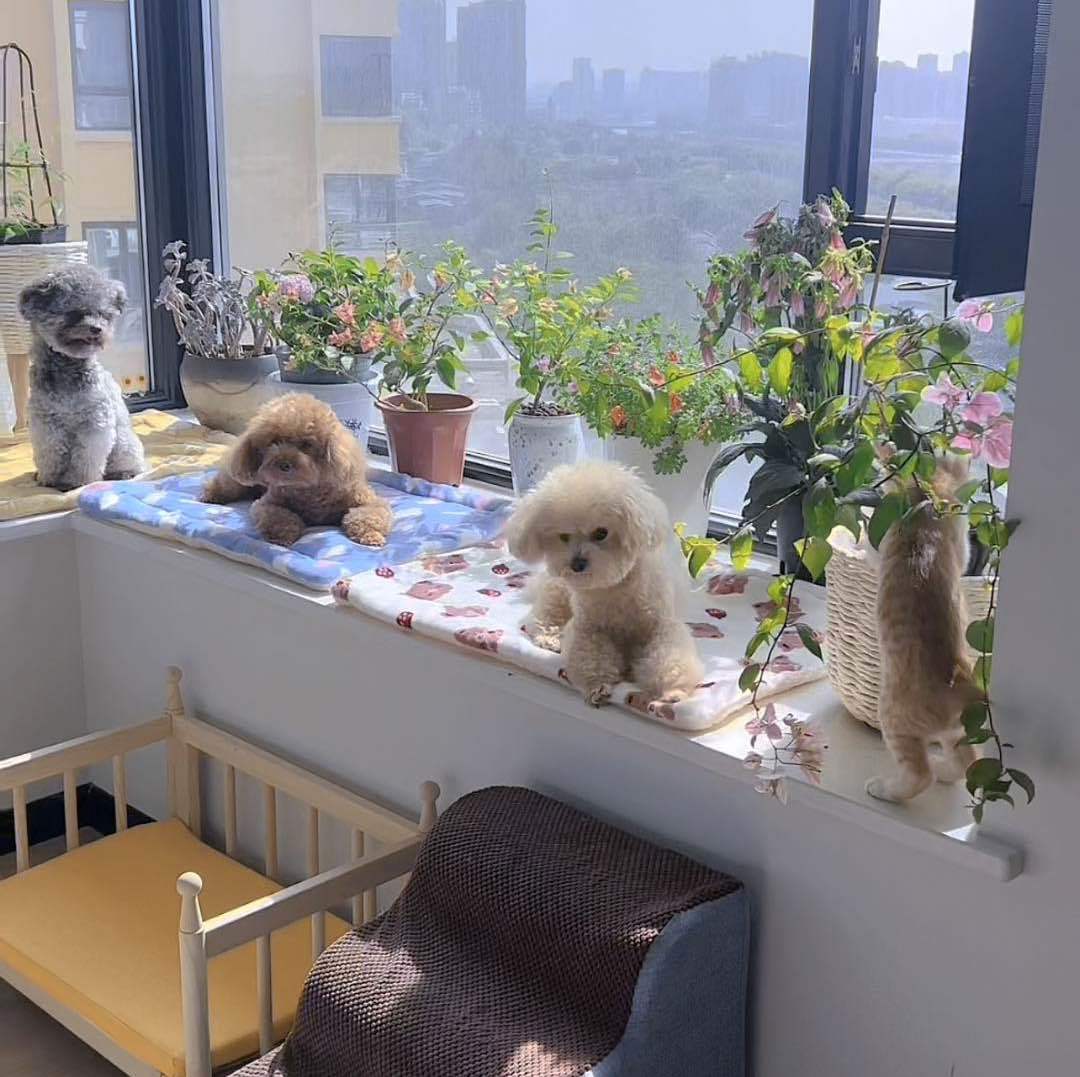 幸福萌宠四只小可爱