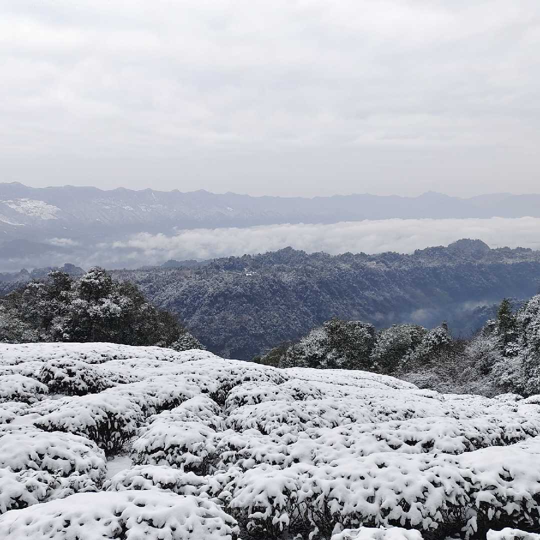 一名苦修行的茶农