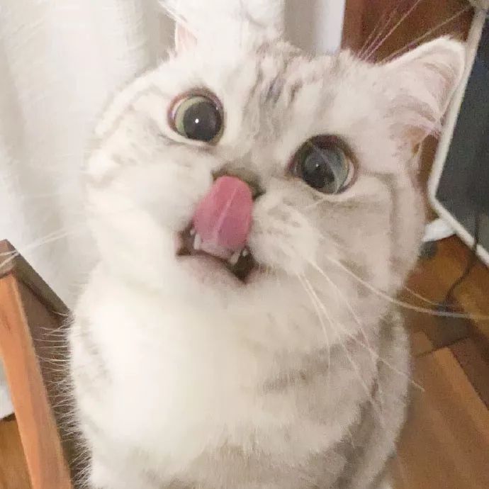 小猫贵贵33