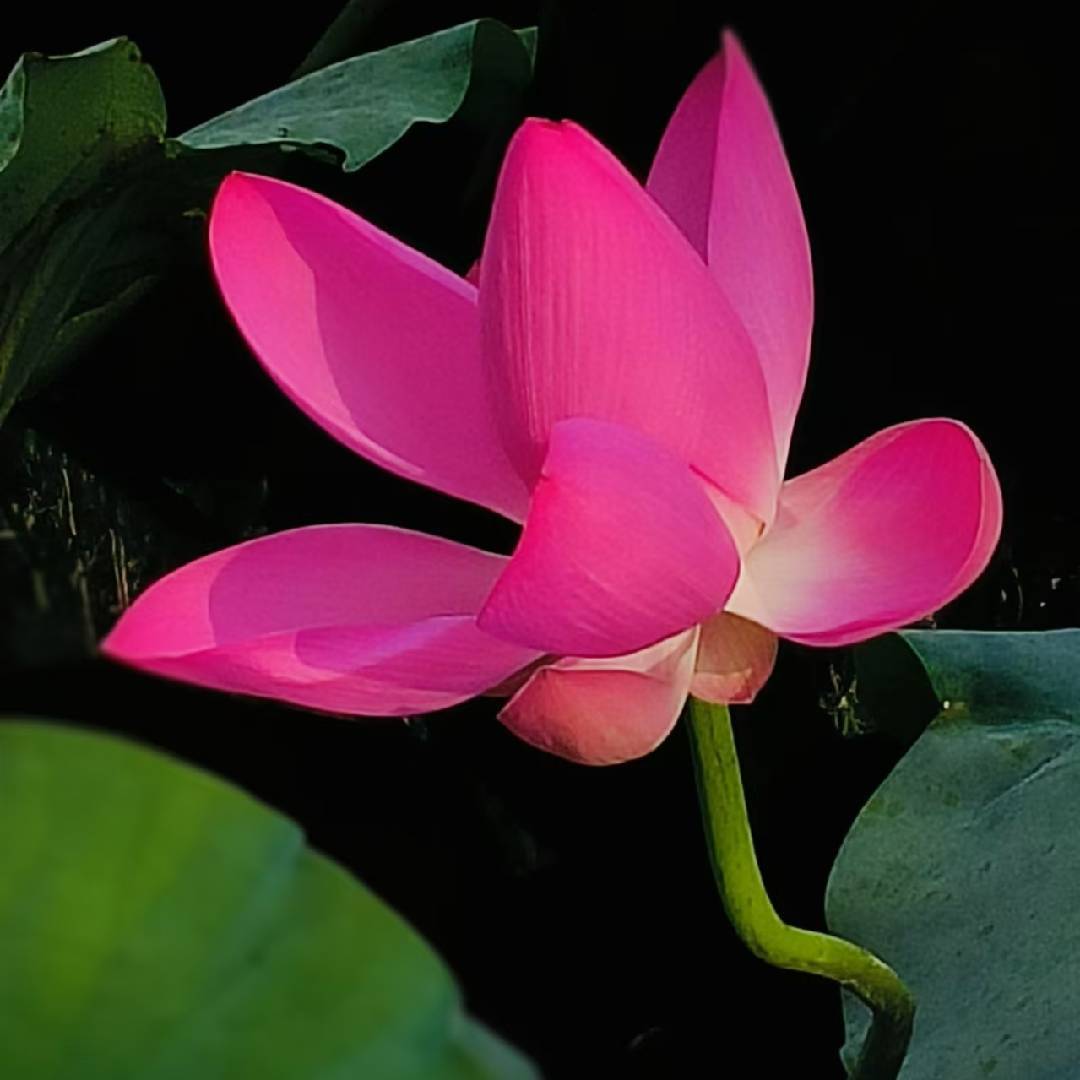 风情悦舞2