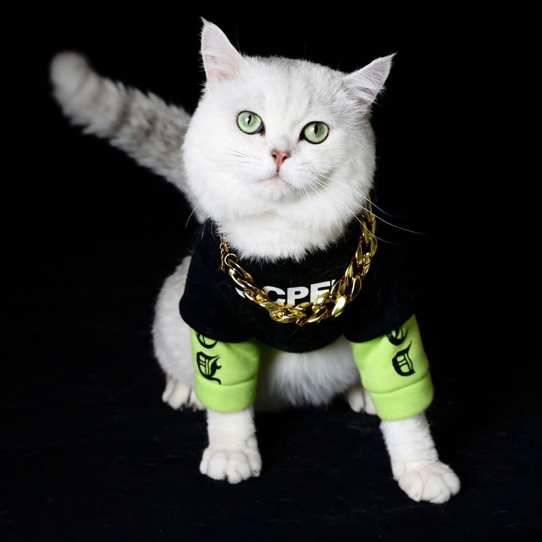 猫少爷的退休生活