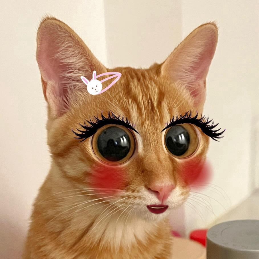 两个人是只猫