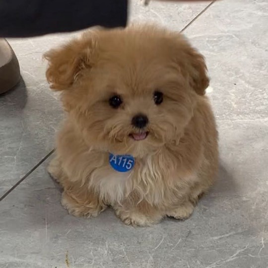 萌宠小屋高端宠物店