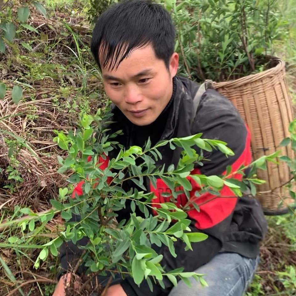 流年百草