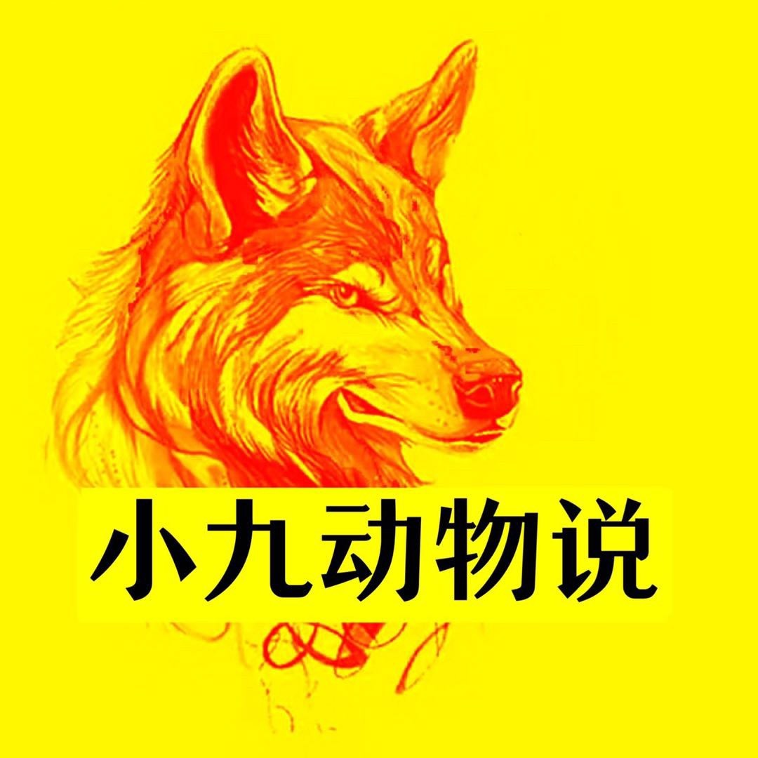 小九动物说