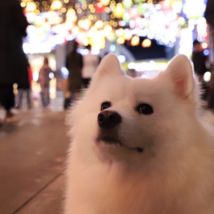 视频号黑马榜萌宠排行榜第20名undefined,飙升值87.3,新榜指数603.0,新增作品数24,总推荐数7761,平均推荐数323.4,最高推荐数7302