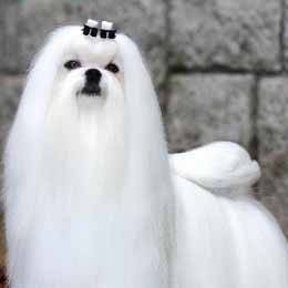 林哥也爱犬