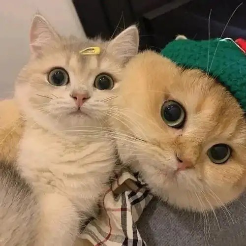 吃折耳根的公主