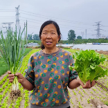 生菜杨姐