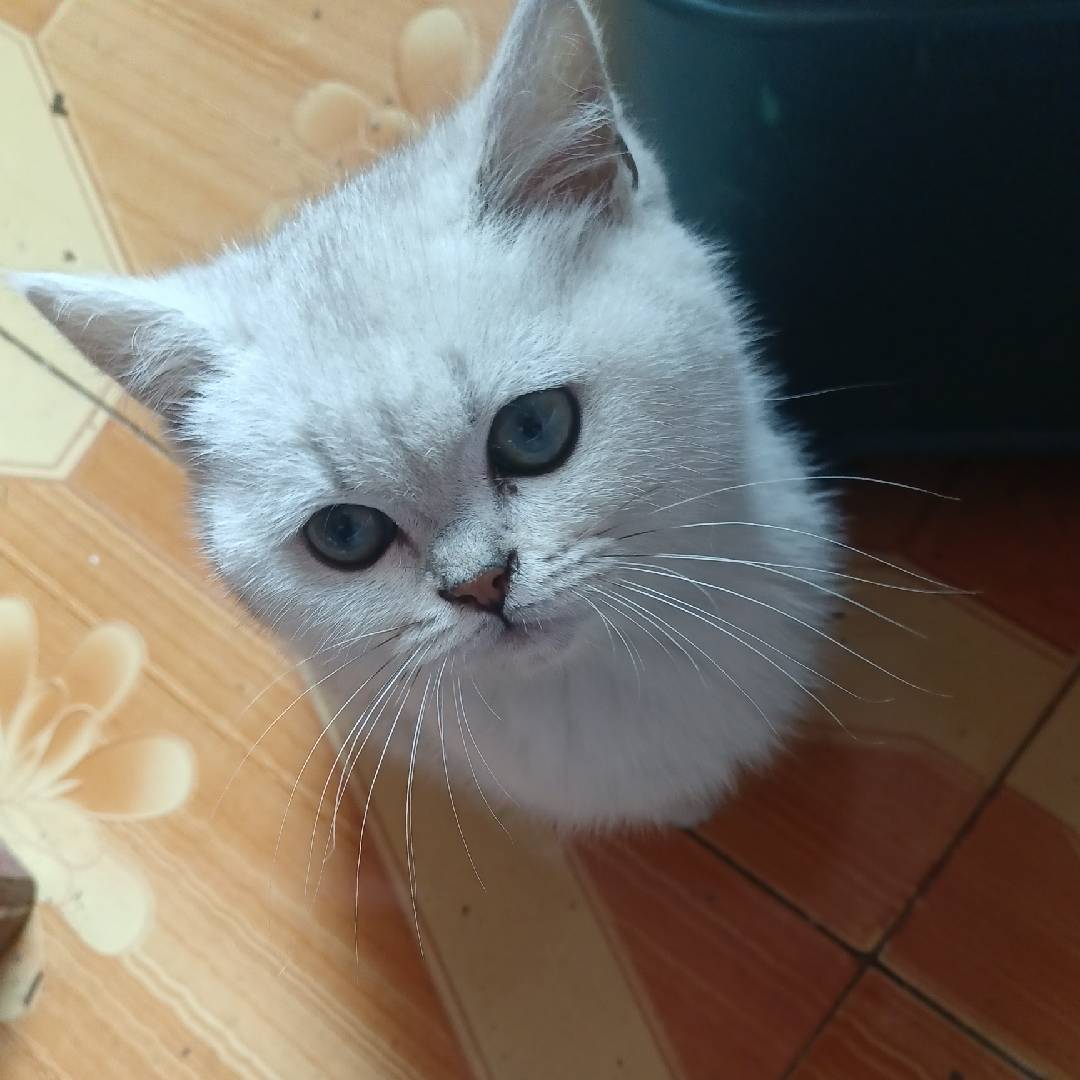 萌萌小阿喵