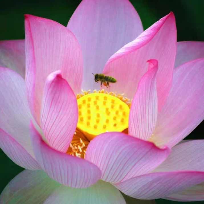 妇产科梁营秋医生