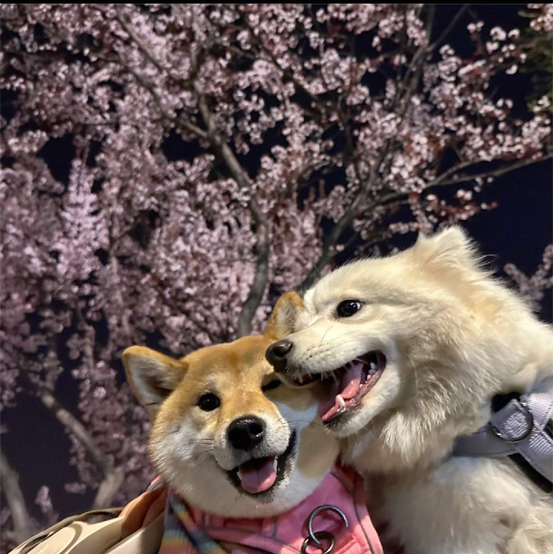 城城看剧吧