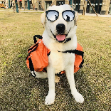 拉布拉多Lucky呀