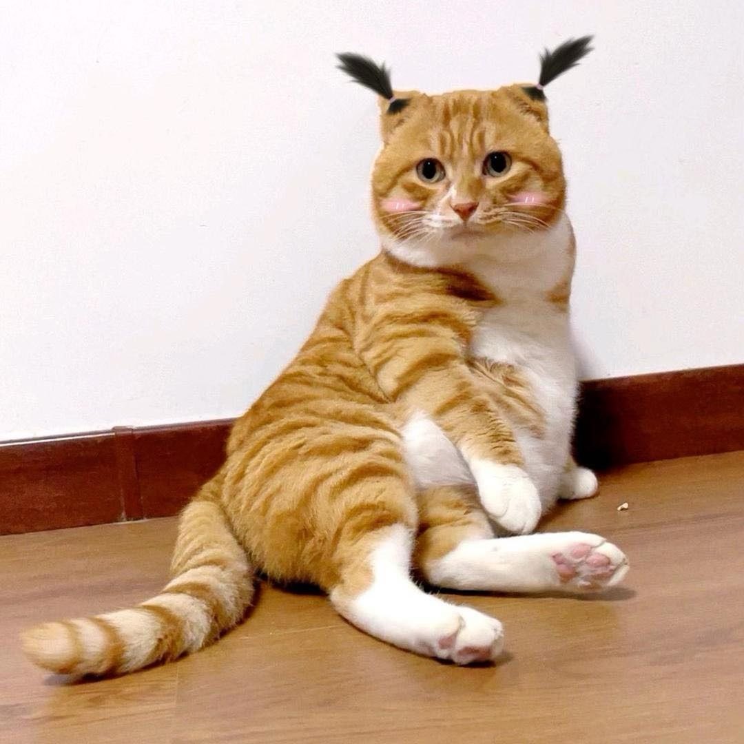 胖橘大黄