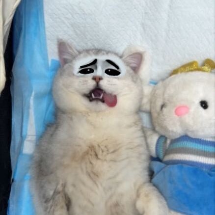 犬猫绝育公200母350