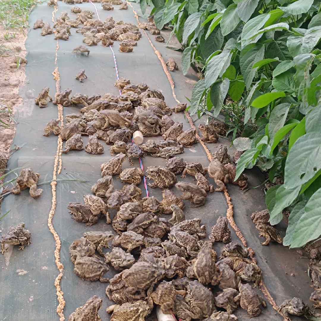 壁虎蟾蜍刺猬养殖基地金总