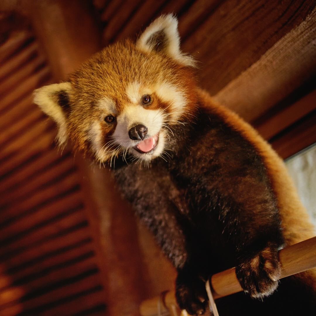 森迪萌兽播报员