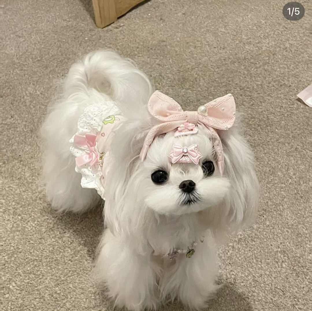阿萌momo