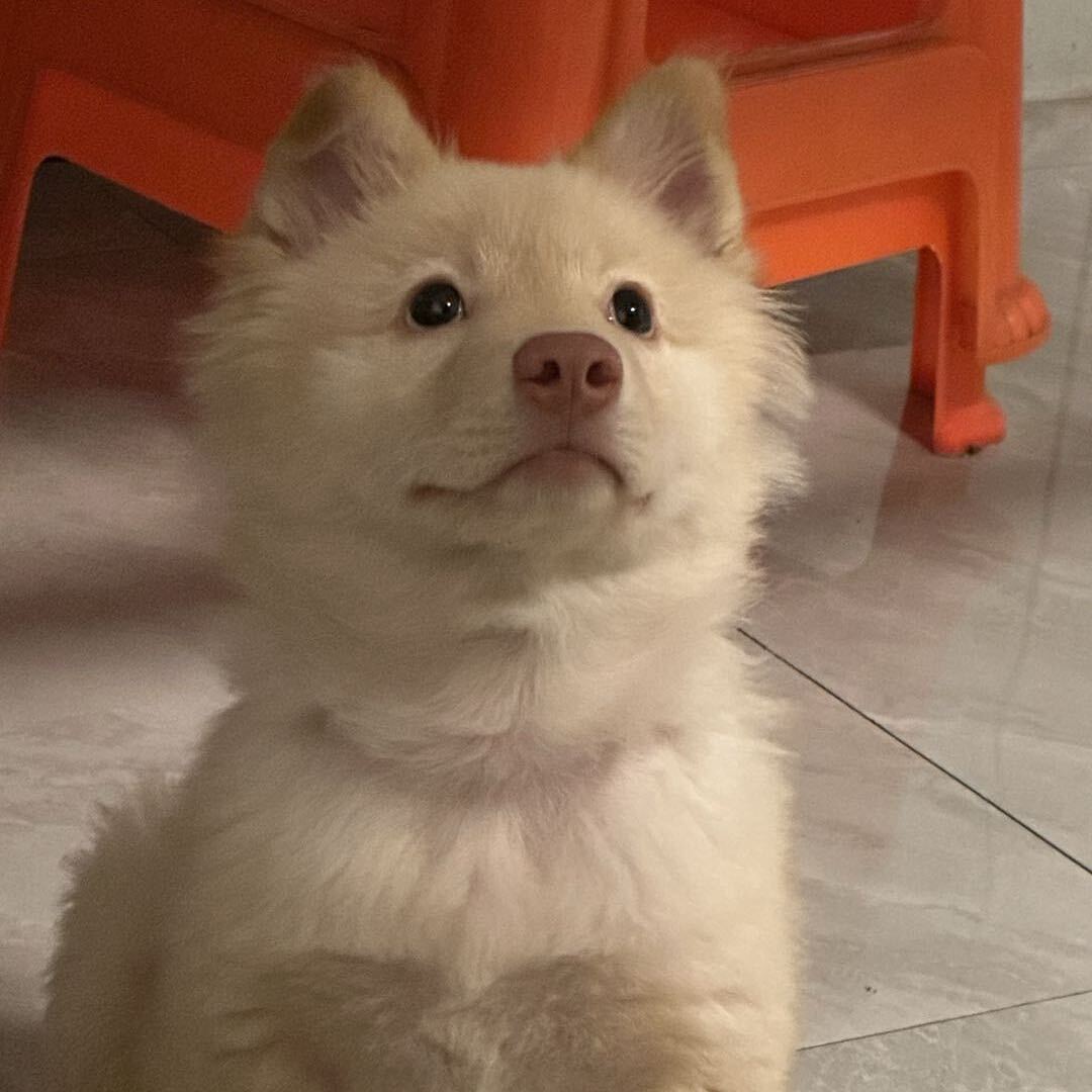 小狗米日记