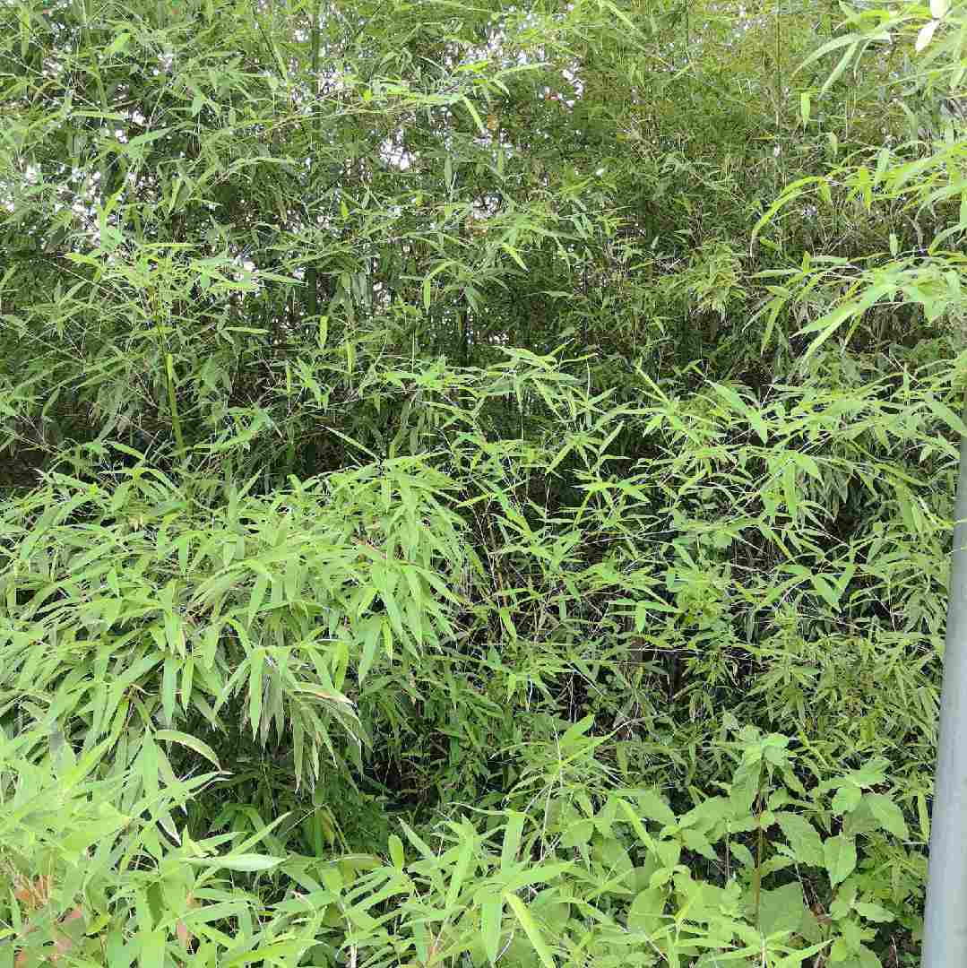 我是英英爱跳舞