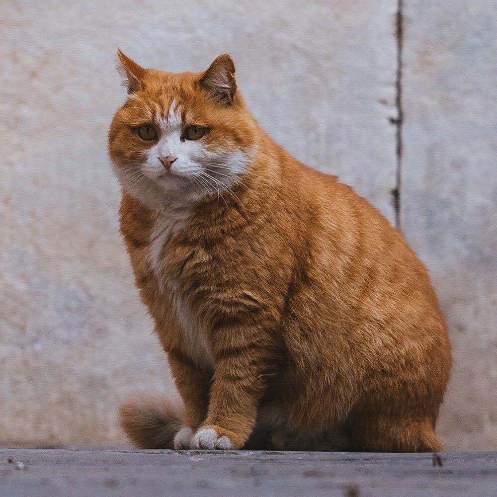 拯救地球的汪星人
