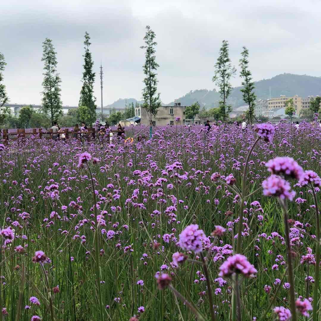 温岭风云旅游