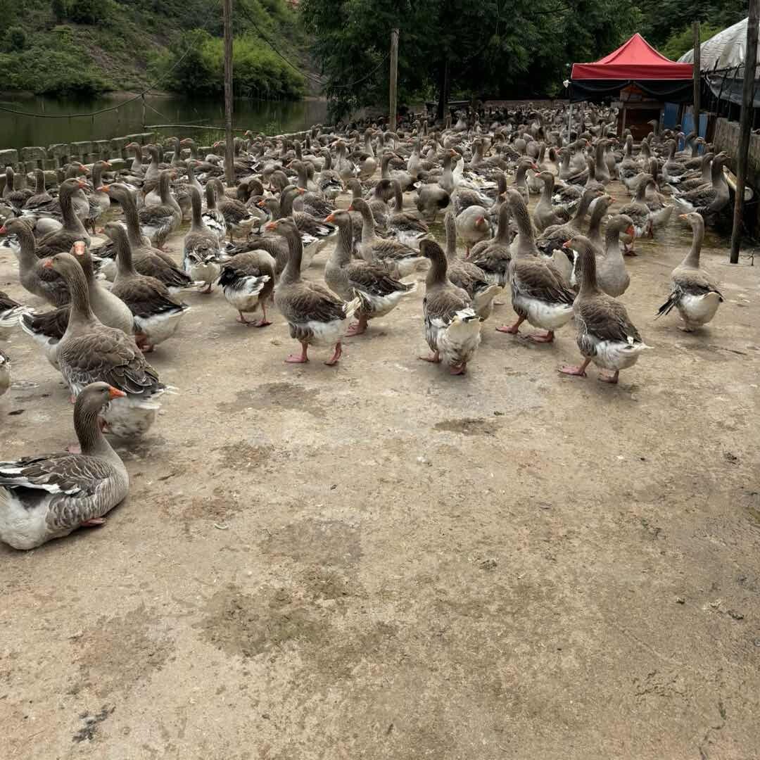 老妹家生态散养