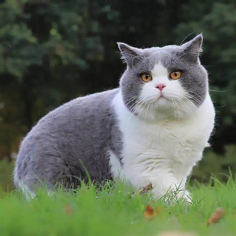 小猫哆啦