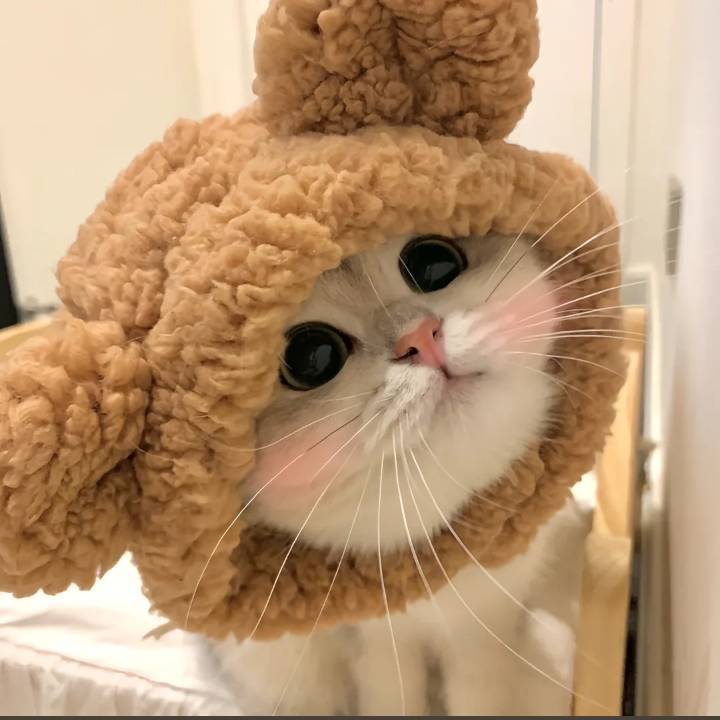 可爱咪咪123456