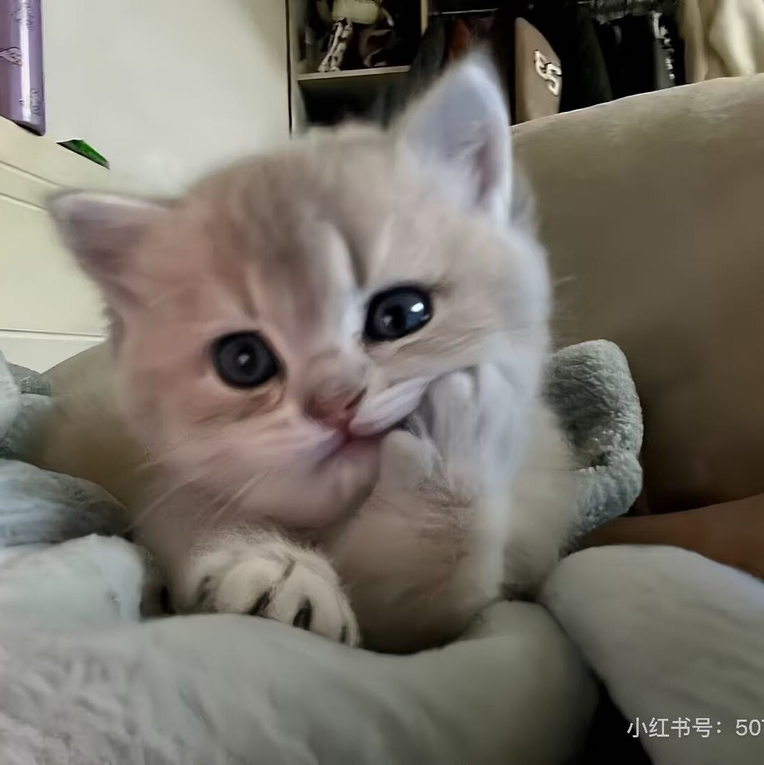 猫me大王